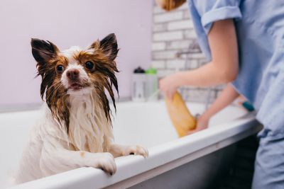 Pet Grooming and Pet Sitting Insurance in Waterloo, NY by GlobalGreen Insurance Agency®