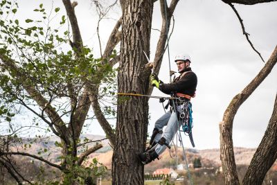 Tree Trimming Insurance in Waterloo, NY by GlobalGreen Insurance Agency®